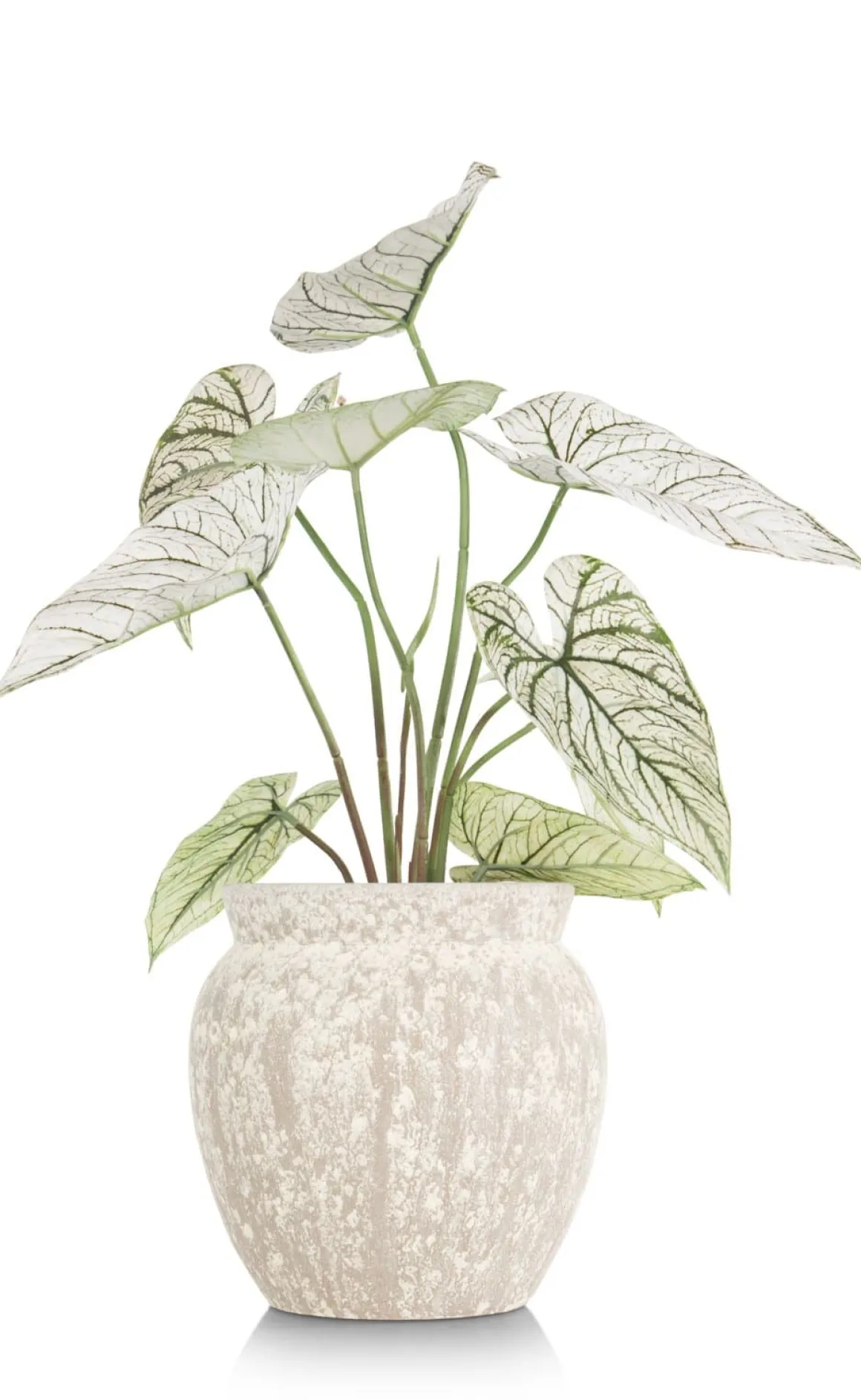 Caladium H60cm kunstplant in de kleur Groen - COCOmaison