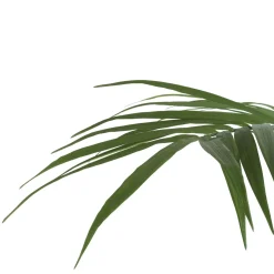 Palm plant h210 cm Kentia | COCOmaison