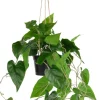 Philodendron Scandens H80cm in de kleur Groen - COCOmaison