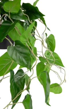 Philodendron Scandens H80cm in de kleur Groen - COCOmaison