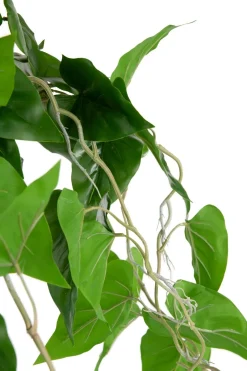 Philodendron Scandens H80cm in de kleur Groen - COCOmaison
