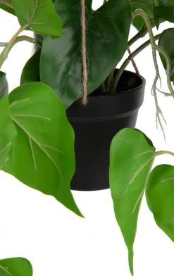 Philodendron Scandens H80cm in de kleur Groen - COCOmaison